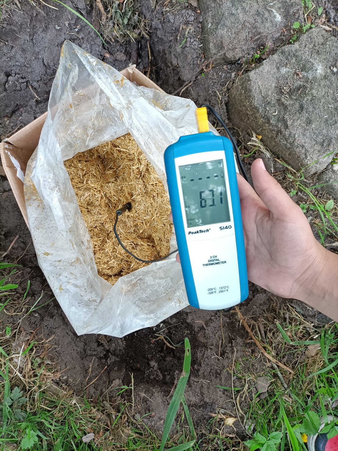 Foto Die Temperatur des Waldpilzbeetes wird gemessen und zeigt 63,1 Grad an.